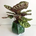 Moroccan handmade ceramic flower pot hider in green with a plant in it
