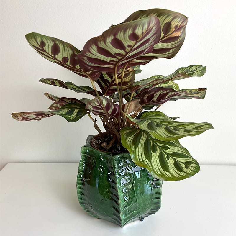 6011 050022 Urtepotteskjuler LS 1.jpg Moroccan handmade ceramic flower pot hider in green with a plant in it