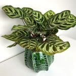 Moroccan handmade ceramic flower pot hider in green, from above