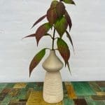 rund vase hvid Tamegroute